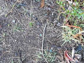 A picture containing grass, outdoor, plant

Description automatically generated