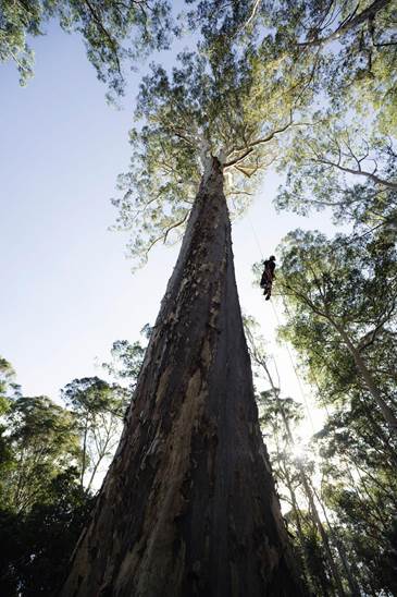 A person climbing a tree

Description automatically generated with low confidence