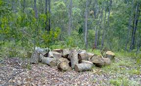 A pile of logs in the woods

Description automatically generated with medium confidence