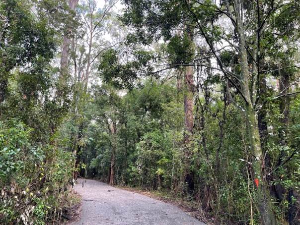 A path through the woods

Description automatically generated