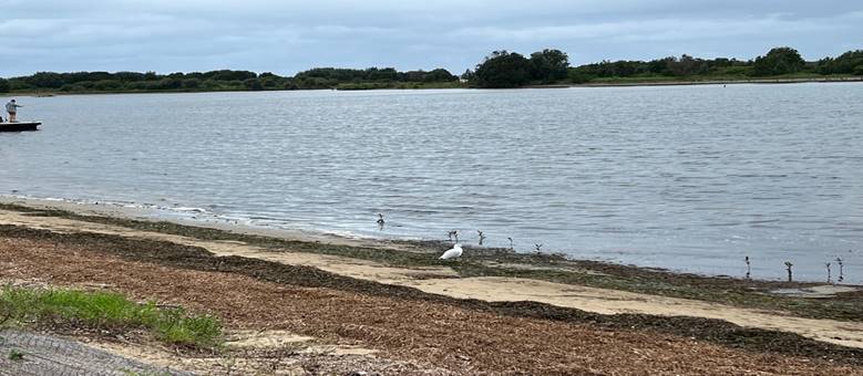 A bird standing on the shore of a lake

Description automatically generated