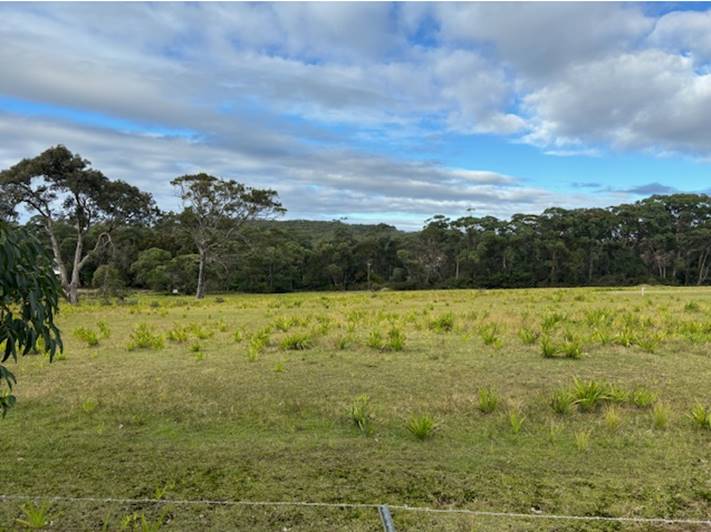 A field of grass with trees in the background

Description automatically generated